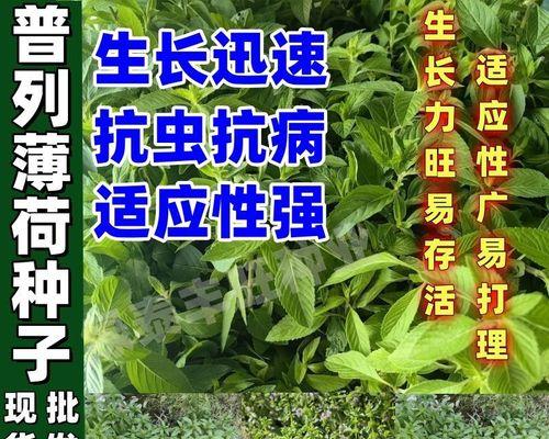 以金钱垂吊薄荷的种植技巧（打造高效可盈利的薄荷种植园）
