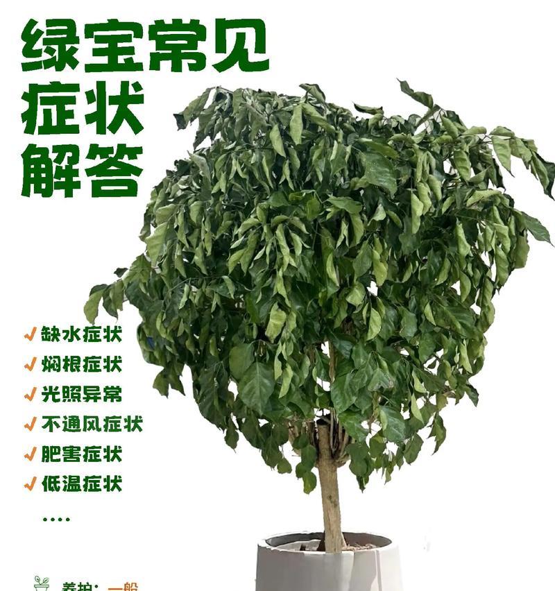 如何养护五年幸福树