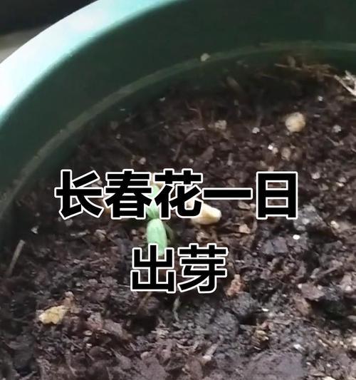 从野花种子到鲜艳花朵（种下希望，绽放美丽的幸福）