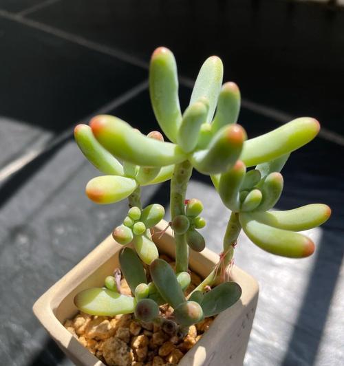 从一点到壮大——多肉植物的成长之旅（以一点大的多肉也能长成壮美的景观，惊艳世人）