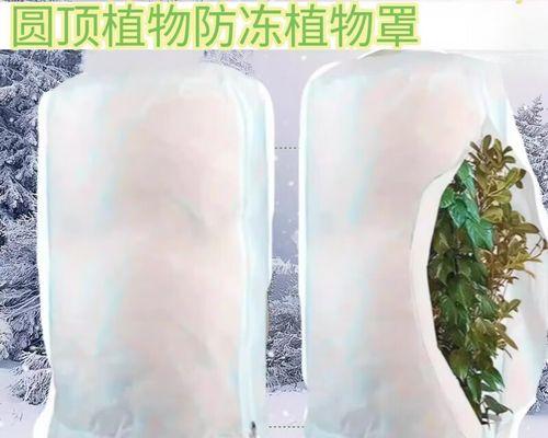 冬季花卉保暖指南（让花卉温暖过冬，享受花海盛宴）