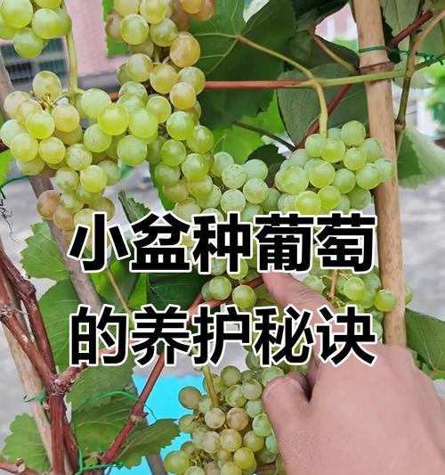 在家种植葡萄，轻松享受丰收乐趣（家庭盆栽葡萄种植指南，让你成为室内葡萄种植专家）