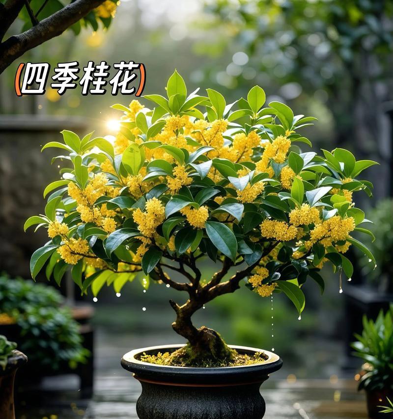 桂花的香气扩散家中，增添幸福氛围（以外面摘的桂花为家居装饰，如何恰到好处？）