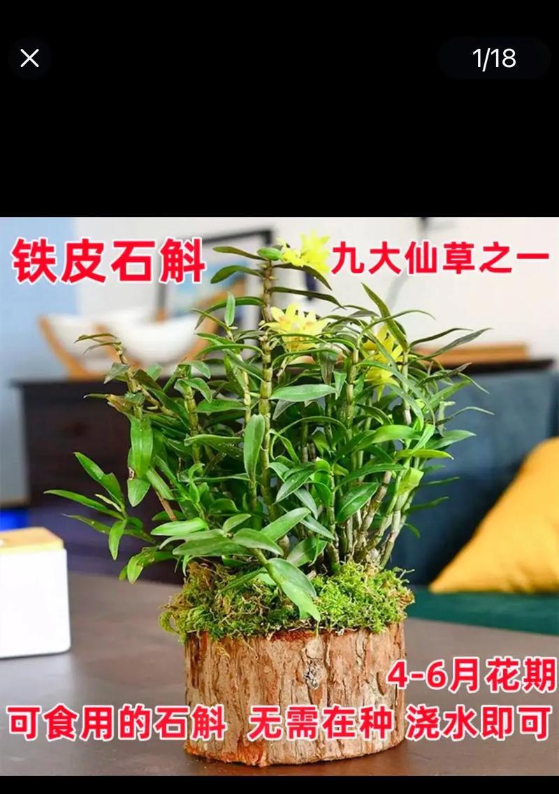 石斛盆景的种植与养护（打造美丽花园的首选，从零开始的石斛盆景种植指南）