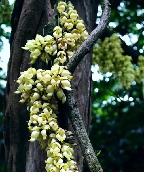 禾雀花藤固定技巧及方法（打造美丽花墙的秘密步骤详解）