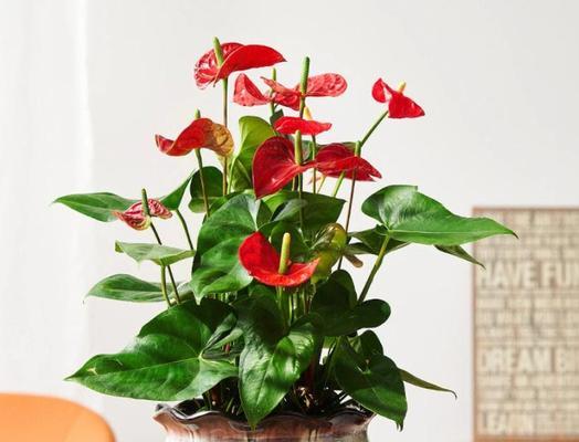 掌握红掌花养护技巧，打造红艳绚丽的花园（红掌花养护必备，花开如火的秘诀揭秘）